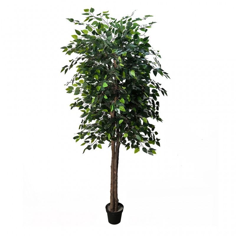 Faux Plant Green Ficus 2.1m