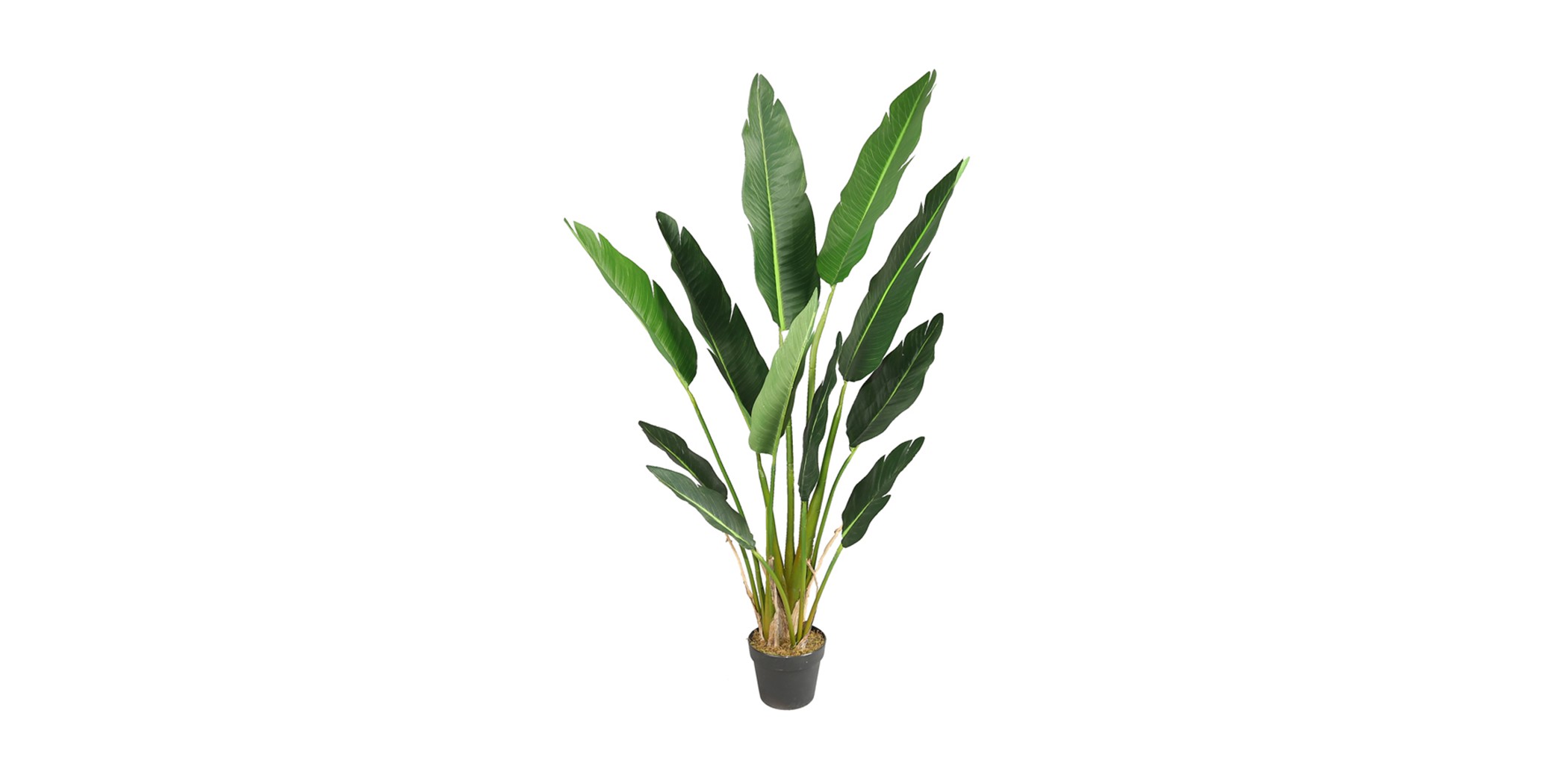 Bird of Paradise Artificial Plant 150cm P.Pot 7''